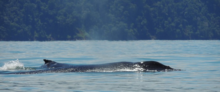 Aventuras Tropicales kayak baleine