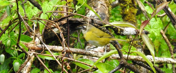 Ficus Trails Oiseaux 1