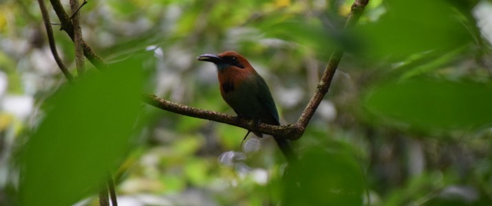 Ecocentro Danaus La Fortuna Mot Mot