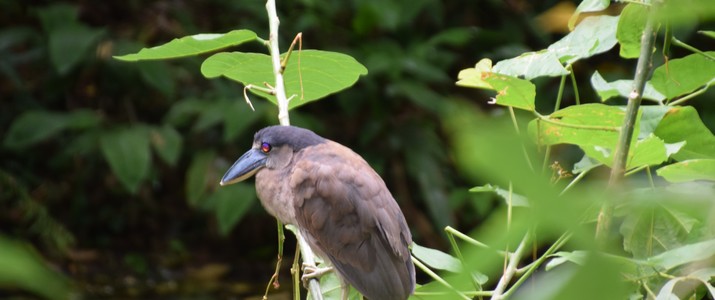 Ecocentro Danaus La Fortuna Oiseaux