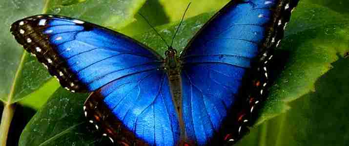 Butterfly Conservatory Arenal Morpho