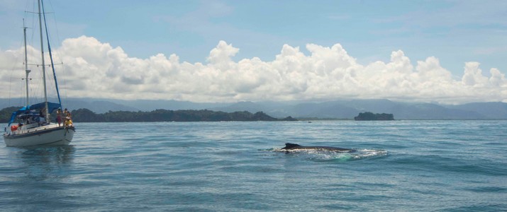 baleine Sunset Sails Tours