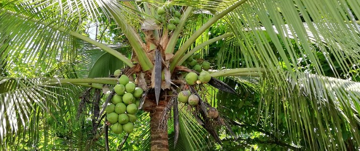 Tour de Coco - cocotier