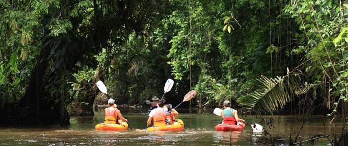 Pachira Pachira