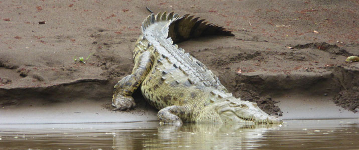 Pachira Pachira
