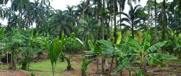 Palmitour plantation