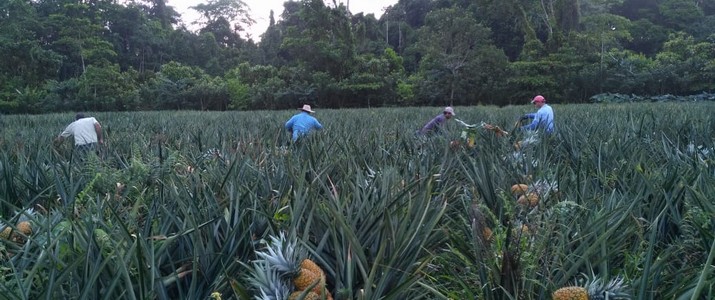 Finca Sura Puerto Viejo de Sarapiqui récolte d'ananas