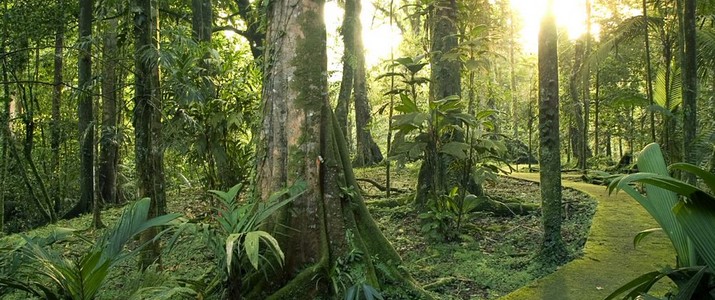 Réserve biologique de La Selva Puerto Viejo de Sarapiqui jungle