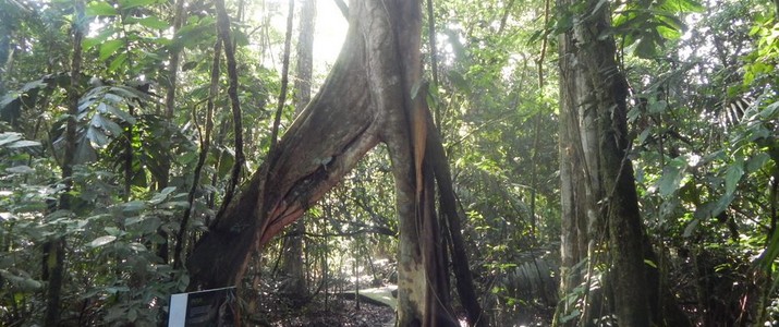 Réserve biologique de La Selva Puerto Viejo de Sarapiqui jungle