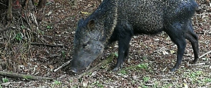 Réserve biologique de La Selva Puerto Viejo de Sarapiqui animal