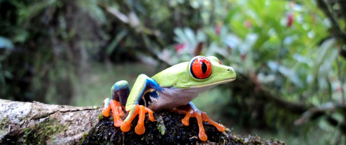 Frog's Heaven Puerto Viejo de Sarapiqui grenouille verte aux yeux rouges