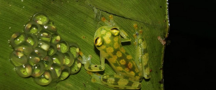 Frog's Heaven Puerto Viejo de Sarapiqui grenouille