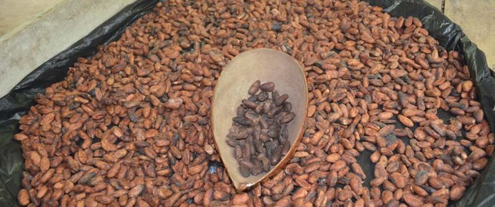 Best Chocolate Puerto Viejo de Sarapiqui séchage