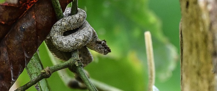 Cariari Tours Cahuita serpent