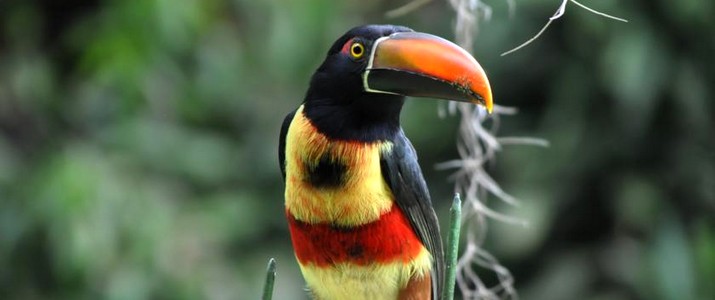 Talamanca Nature Reserve San Gerardo de Rivas aracari