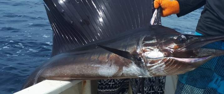 Buena Vista Sporfishing poisson - Samara - Nicoya 