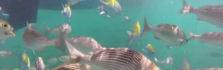 Cabo Blanco Travellers - Montezuma - Nicoya - snorkelling Cabo Blanco Travellers - Montezuma - Nicoya - snorkelling