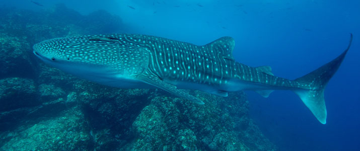 Rich Coast Diving baleine