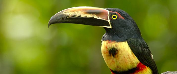 Selva Verde Toucan Faune Oiseaux