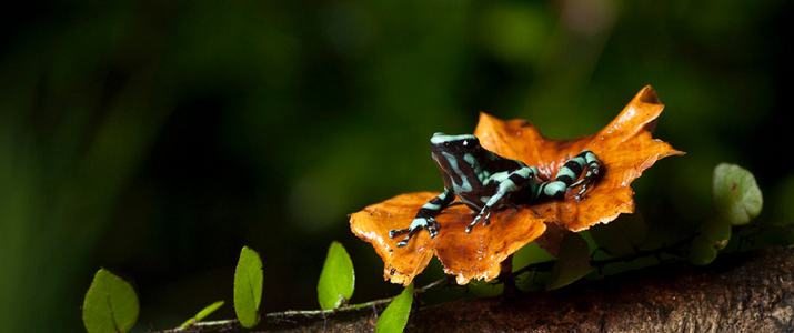 Selva Verde Faune Grenouille Amphibiens