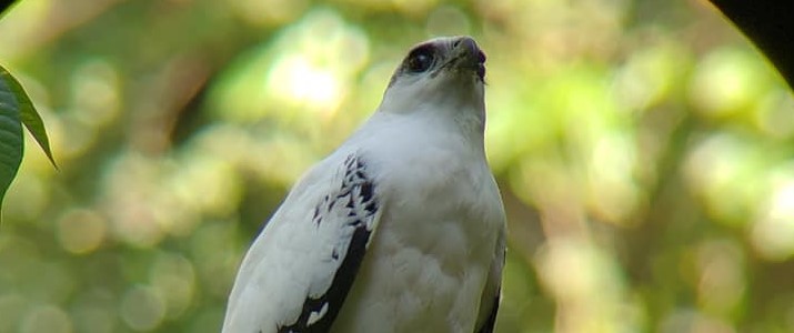 Tour Trillo de La Danta - Oiseau