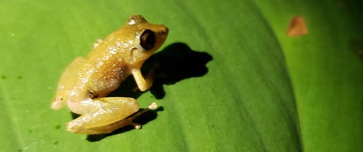 Tour Trillo de La Danta - Grenouille