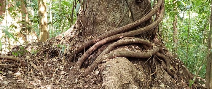 Tour Trillo de La Danta - Arbre