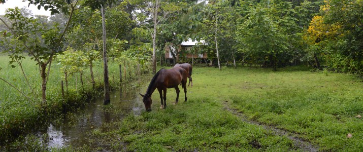 Finca Arco - prairie