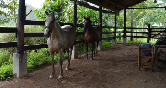 Finca Arco - Cheval blanc