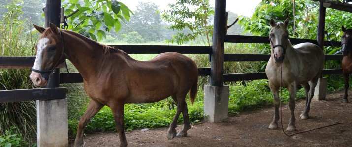 Finca Arco - Chevaux