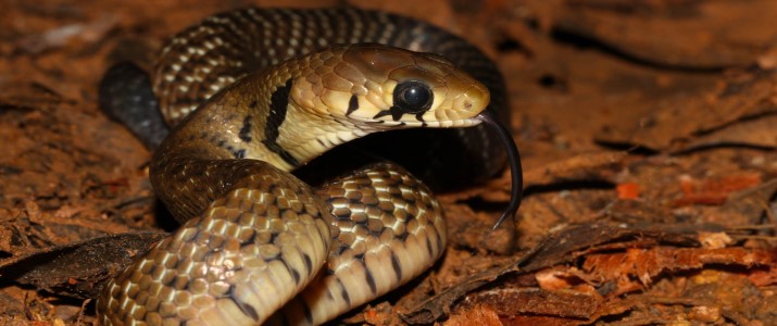 Parque Reptilandia - Serpent