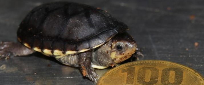 Parque Reptilandia - Tortue Parque Reptilandia - Tortue