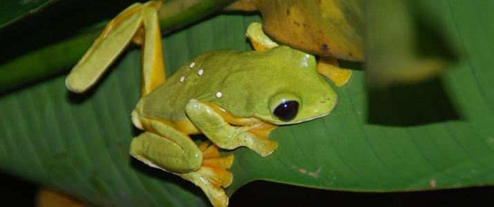 Arenal Natura Ecological Park Grenouille