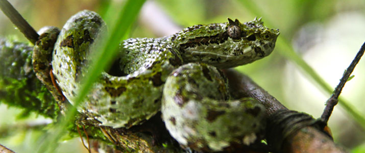 Arenal Natura Ecological Park serpent