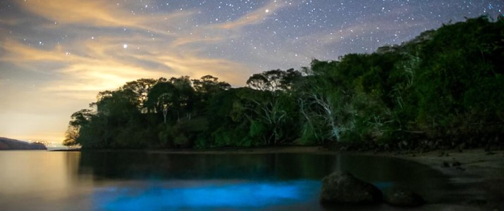 Bahia Rica - Bioluminescence