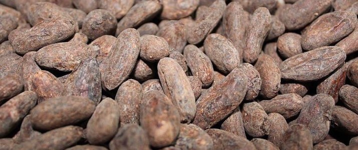 CATA Chocolate - Fèves de cacao