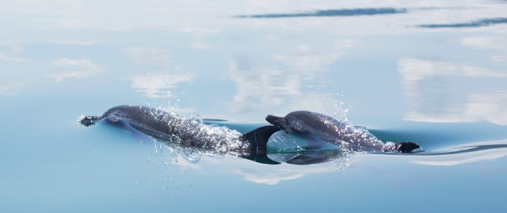 Changing Tide Tours - Dauphins