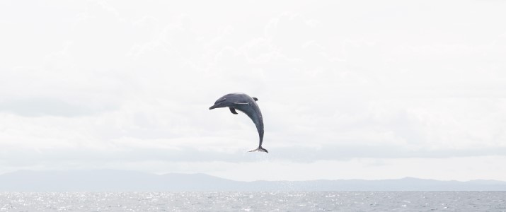 Changing Tide Tours - saut de Dauphins