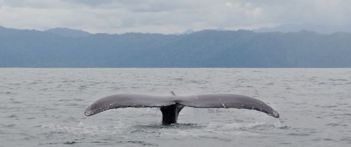 Changing Tide Tours - Baleine