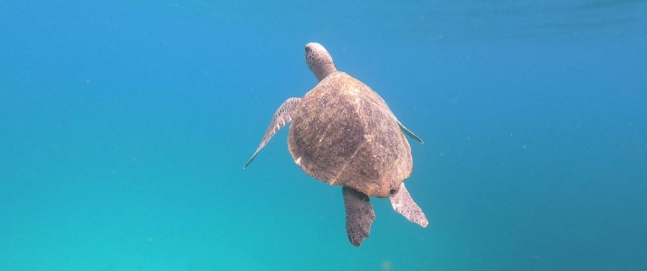 Diving Nomads - Tortue Marine