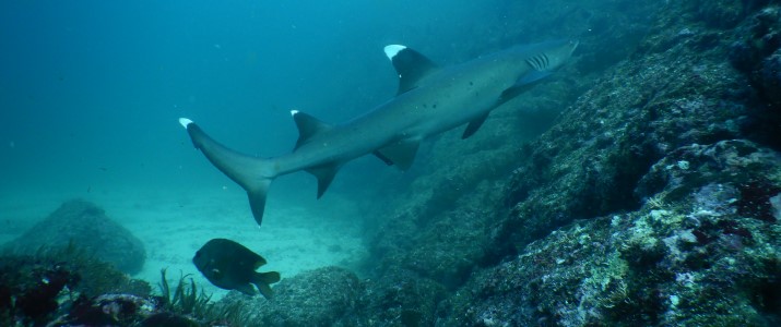 Diving Nomads - requin corail