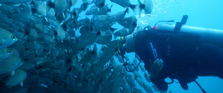 Diving Nomads - Banc de poissons