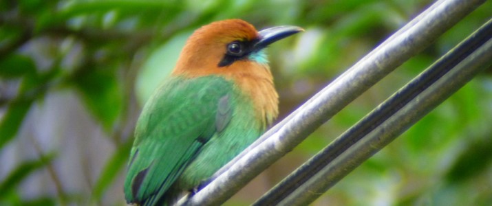 Arenal Observatory Lodge - Motmot