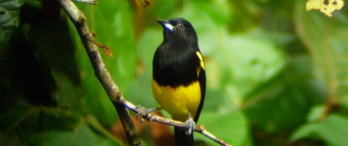 Arenal Observatory Lodge - Black Cowled Oriole