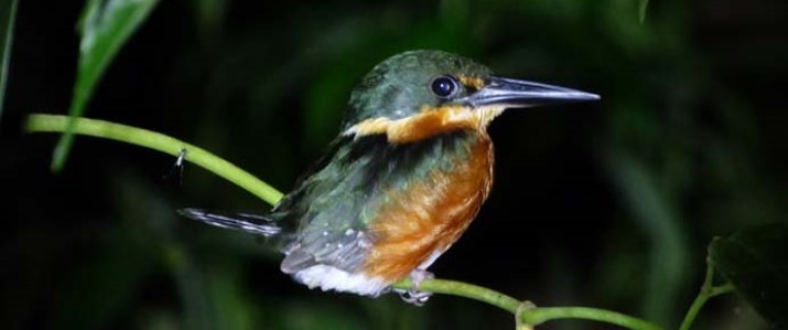 Hacienda Baru - oiseau Hacienda Baru - oiseau