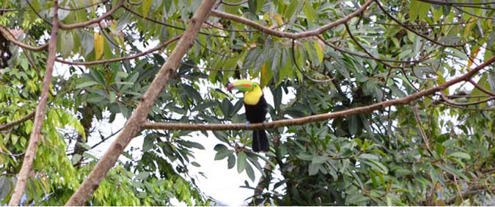 Albergue el Socorro oiseau