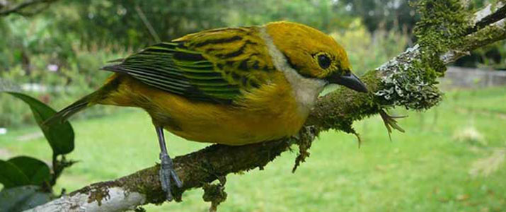 Albergue el Socorro oiseau jaune