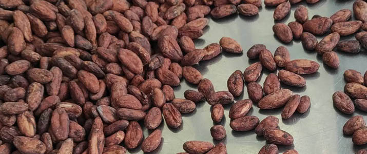 graines de cacao éparpillées sur un plan de travail
