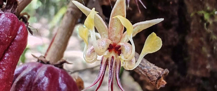 gros zoom sur une fleur de cacao