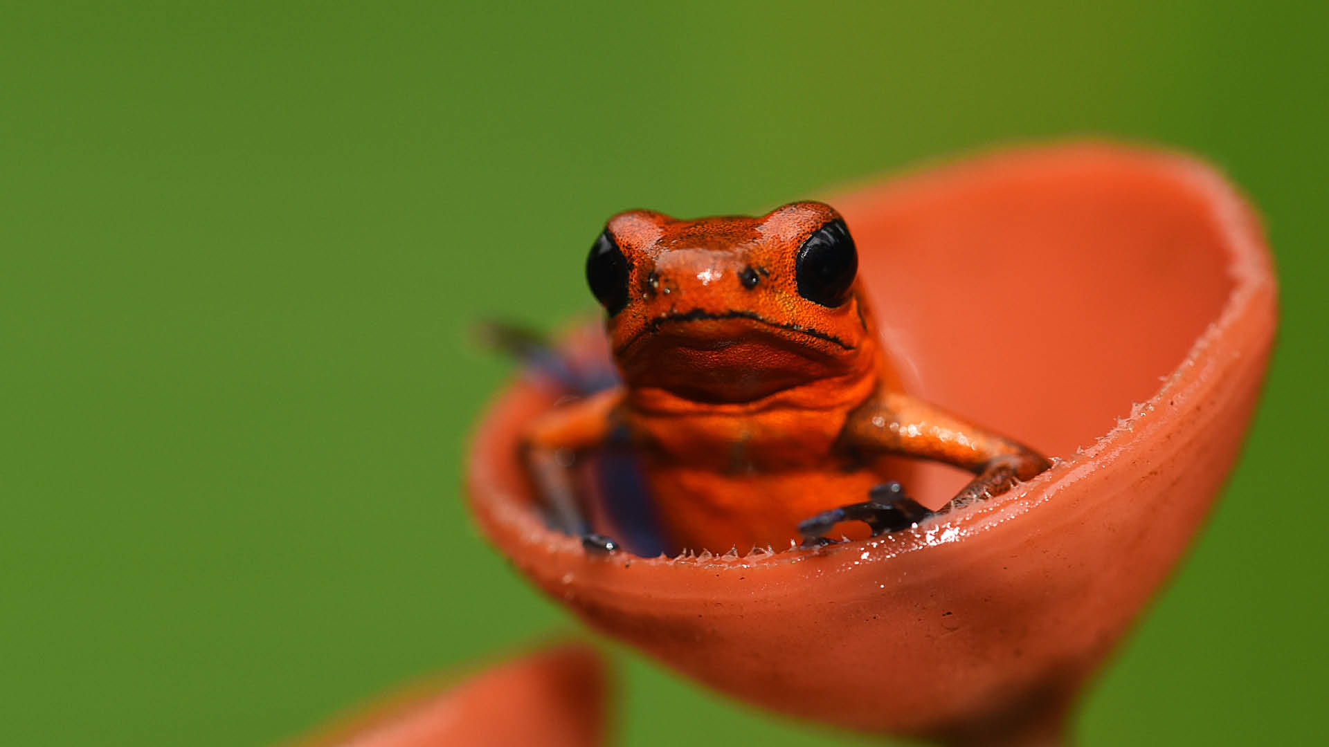 Chilamate Rainforest Ecolodge Retreat - genouille rouge petite grenouille rouge dans une fleur rouge